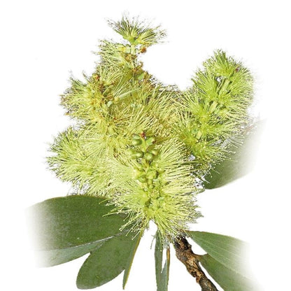 Aceite Esencial Eco Niaouli Bote 10 ml